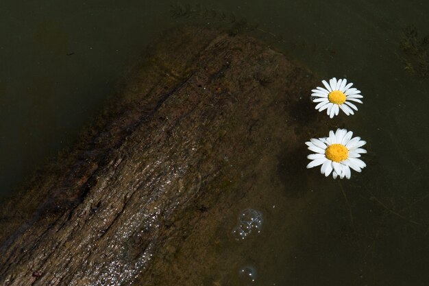 Due fiori di camomilla galleggiano nell'acqua fangosa dello stagno o del fiume vicino al ceppo di legno