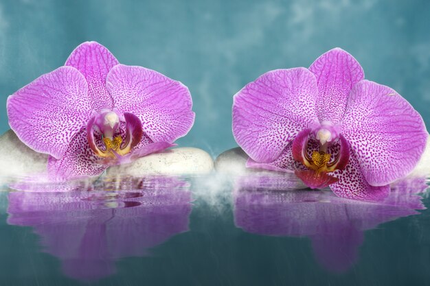 Due fiori di orchidea giacciono sulle rocce vicino all'acqua con nebbia