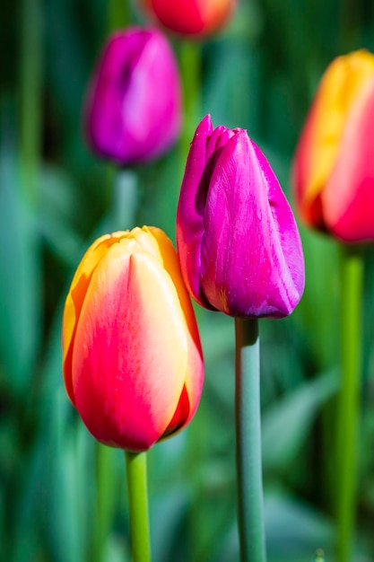 Due fiori di tulipano closeup macrofotografia