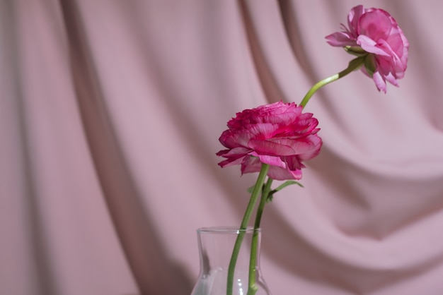 Due fiori rosa di ranunculus asiaticus in bottiglia di vetro davanti a drappeggi pastello