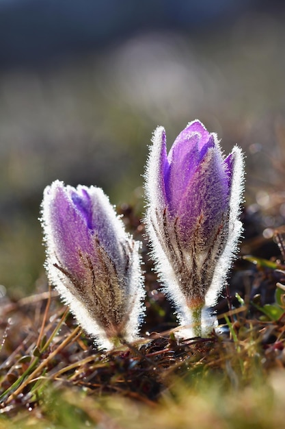 Due fiori viola con sopra la parola primavera