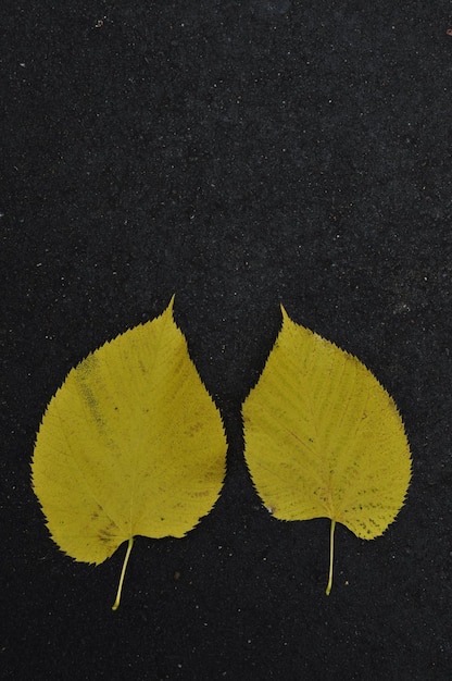 Due foglie di pioppo giallo su asfalto nero. Sfondo, trama di foglie d'autunno.