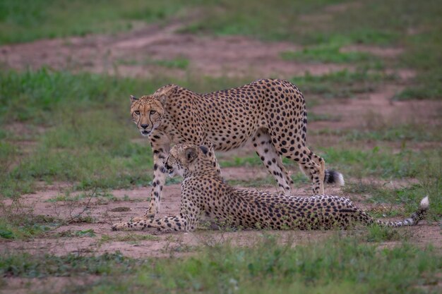 Due fratelli ghepardi