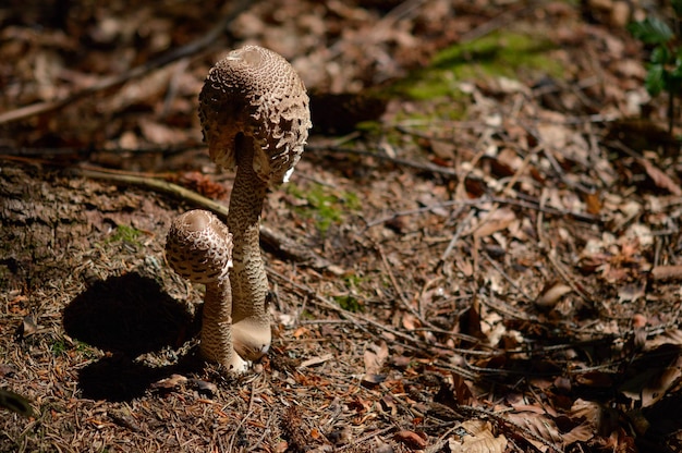 Due funghi allo stato selvatico da vicino funghi marroni