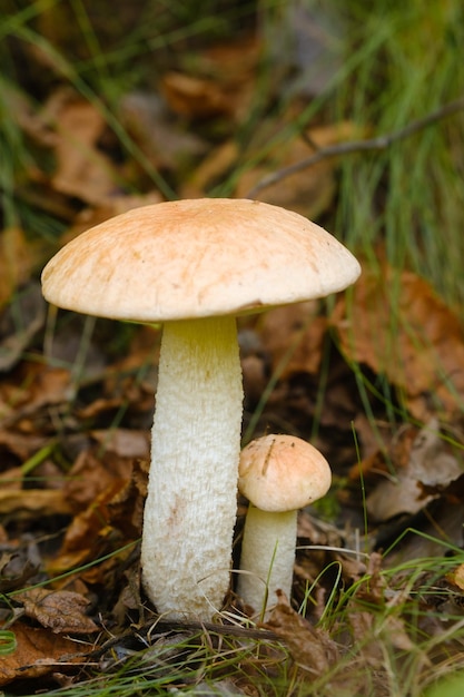 Due funghi aspen che crescono nella foresta Funghi nella foresta Raccolta dei funghi