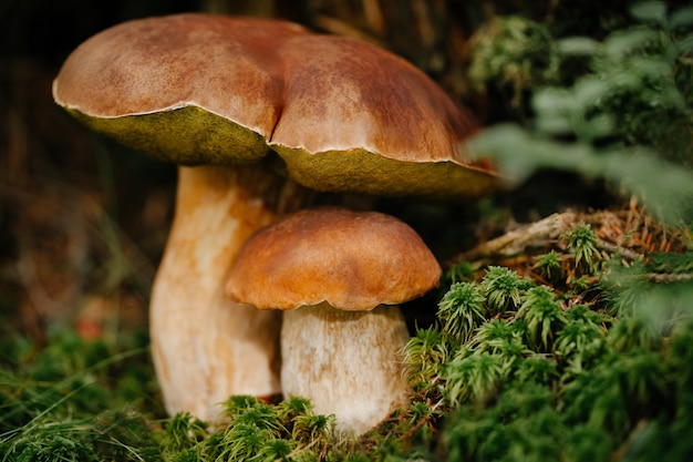Due funghi commestibili ai margini del primo piano della foresta di cibo naturale