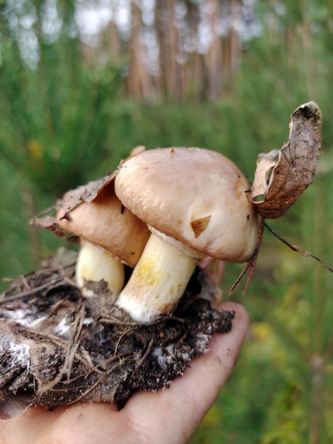 Due funghi commestibili con un pezzo di terra sotto di loro sulla mano Lo sfondo della foresta è sfocato