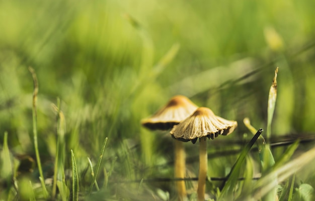 Due funghi della famiglia del regno dei funghi tra l&#39;erba della foresta