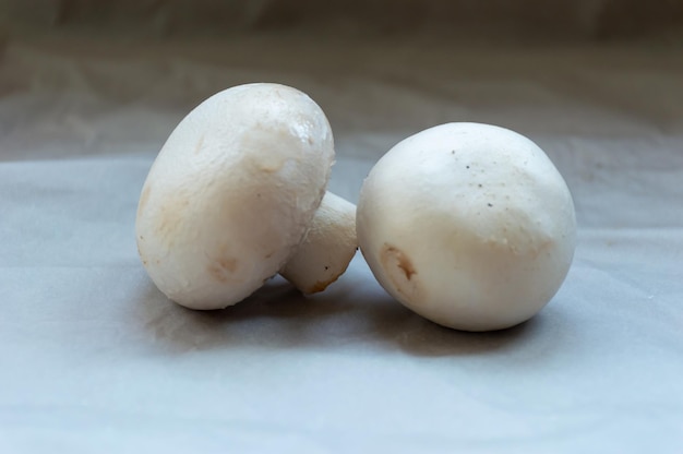 Due funghi porcini champignon su sfondo grigio