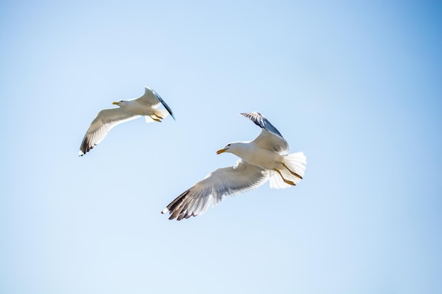 Due gabbiani che volano in un cielo