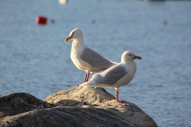 Due gabbiani glauchi, Larus hyperboreus, sulla riva lungo l'Oceano Artico