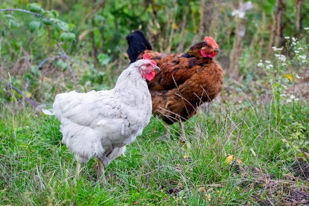 Due galline in giardino tra cespugli d'erba e cespugli