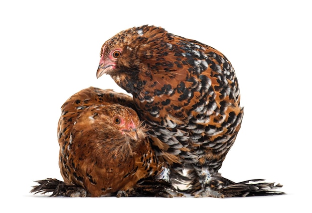 Due galline insieme isolate su bianco