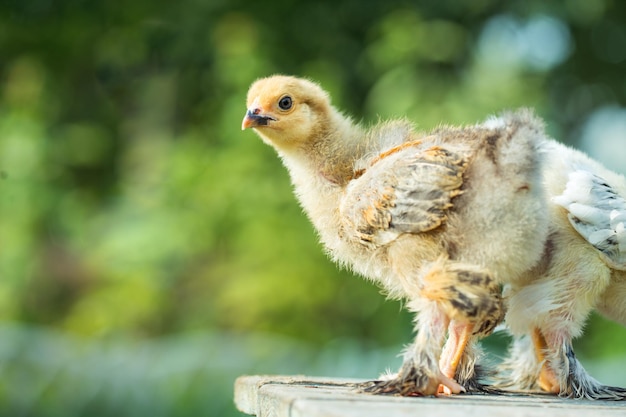 Due galline nell'erba, razza brahma