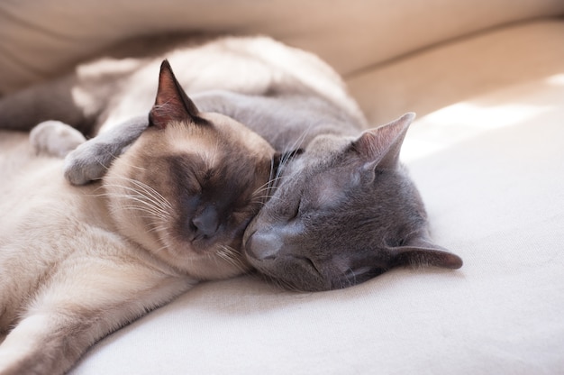 Due gatti che dormono sul letto