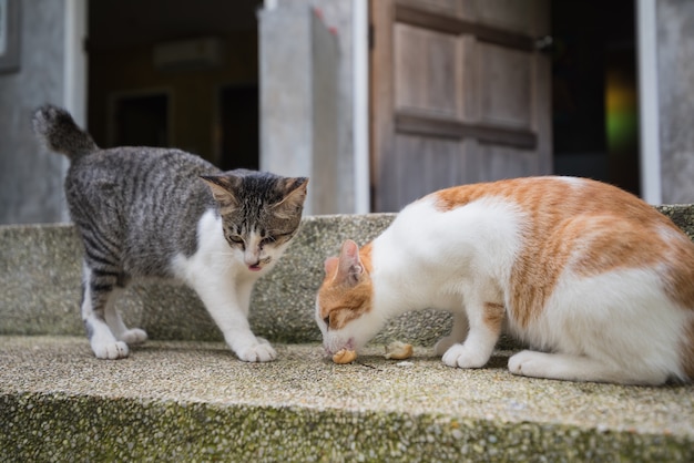 Due gatti che mangiano sul pavimento