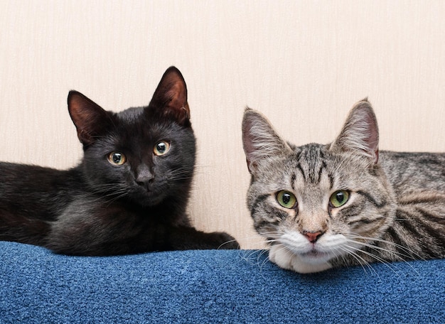 due gatti giacciono sulla parte posteriore del divano e guardano la telecamera