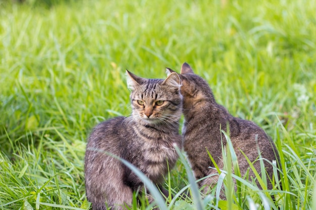 Due gatti grigi si siedono nell'erba e guardano in direzioni diverse