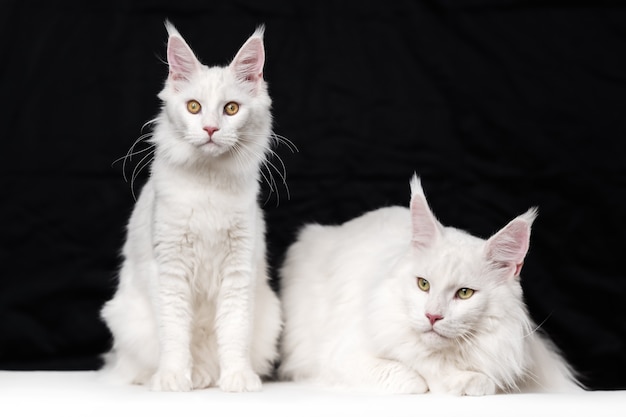 due gatti maine coon su sfondo bianco e nero