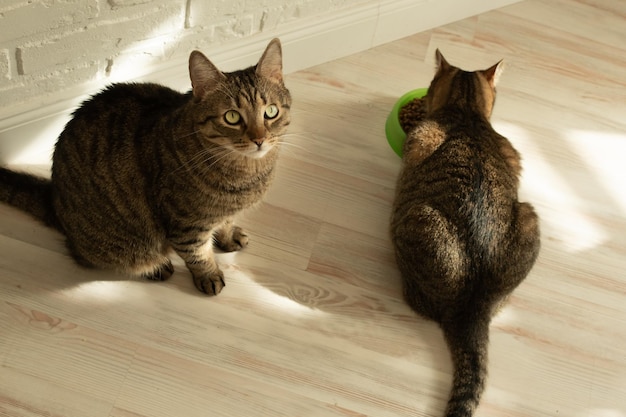 Due gatti mangiano insieme sul pavimento della cucina