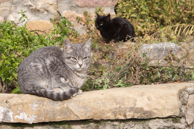 Due gatti per strada