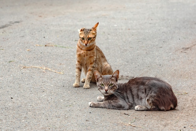 Due gatti randagi per strada