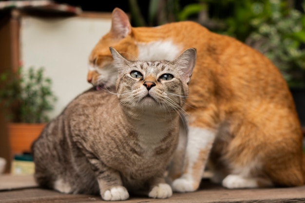 Due gatti si prendono in giro e si puliscono a vicenda sul tavolo.