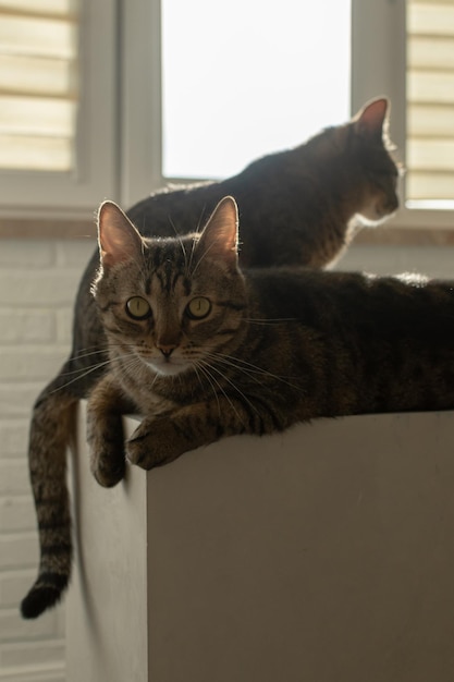 Due gatti siedono insieme in una stanza in un appartamento
