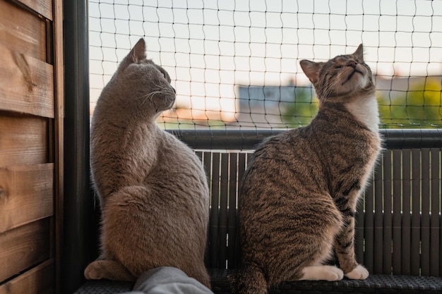 Due gatti sul balcone davanti a una rete per gatti