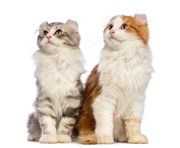 Due gattini American Curl (3 mesi) seduti e guardando in alto