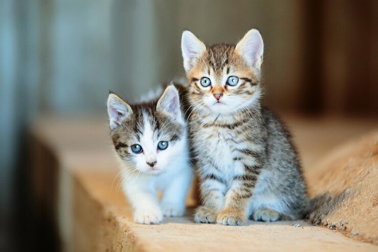 Due gattini carini con gli occhi blu sono seduti sulla porta