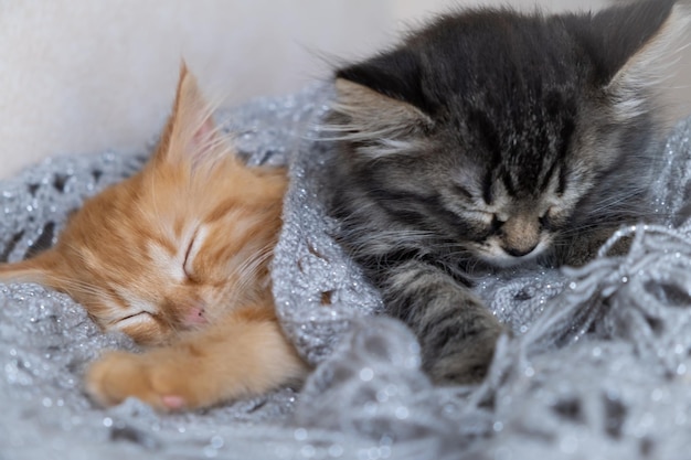 due gattini che dormono insieme su una coperta con uno che dorme.