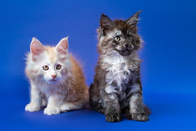 Due gattini gemelli di maine coon di diversi colori fumo nero e zenzero su sfondo blu