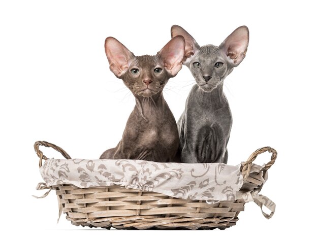 Due gattini Peterbald seduti in un cesto di vimini