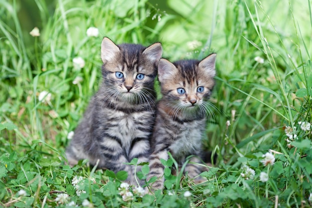 Due gattini sono seduti su un prato di trifoglio