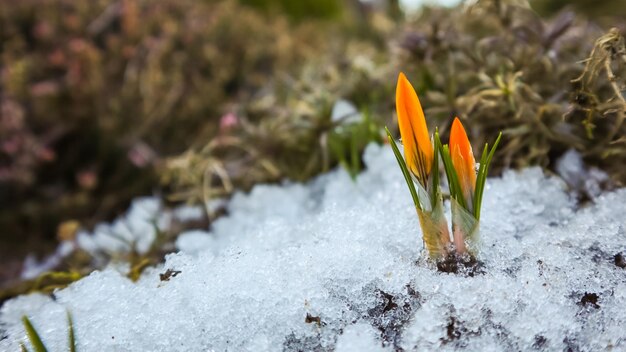 Due gemme dei primi crochi da sotto la neve nel giardino primaverile