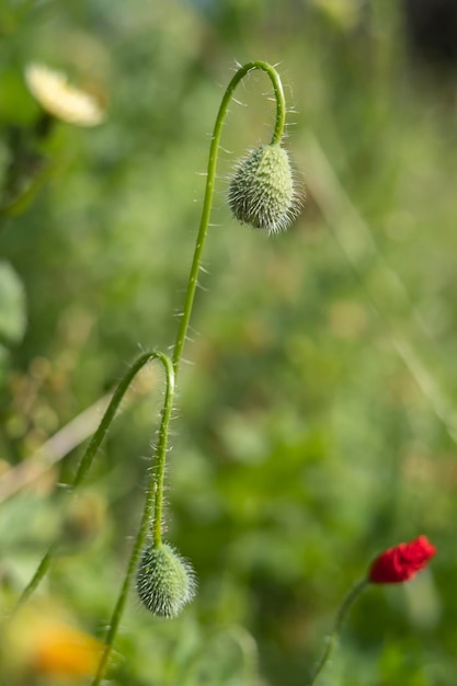 Due gemme del papavero rosso che crescono in natura Sfondo naturale verde sfocato