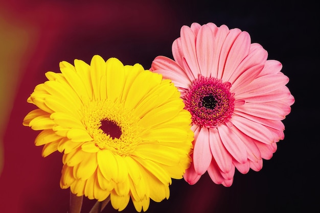 Due gerbere gialle e rosa su sfondo nero. con il bagliore