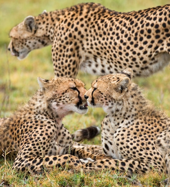 Due ghepardi giacciono nella savana.