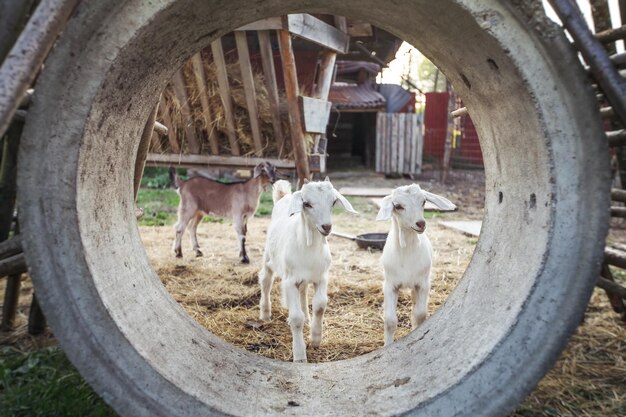 Due giovani capretti che giocano in un tubo di cemento in una fattoria.