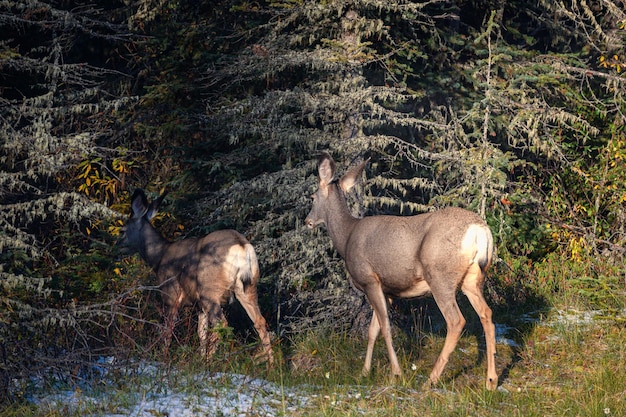 Due giovani cervi marroni che camminano nella foresta al parco nazionale