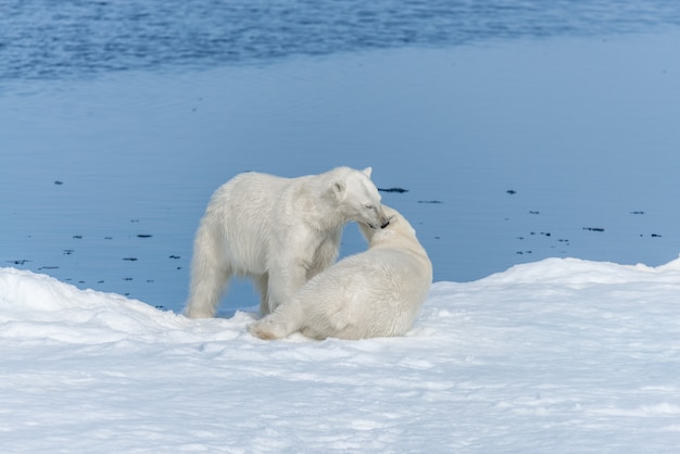 Due giovani cuccioli di orso polare selvatici che giocano sul ghiaccio del pacco nel mare artico, a nord delle Svalbard