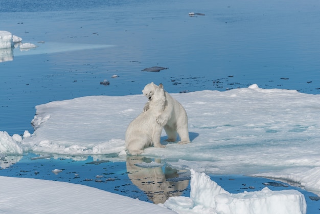 Due giovani cuccioli di orso polare selvatici che giocano sul ghiaccio del pacco nel mare artico, a nord delle Svalbard