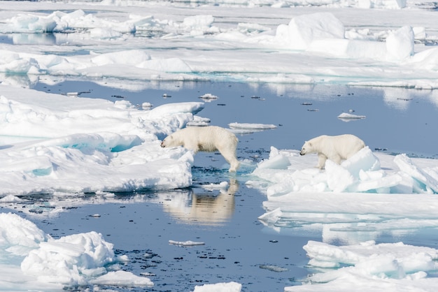 Due giovani cuccioli di orso polare selvatici che saltano attraverso banchi di ghiaccio su impacco di ghiaccio nel mare artico, a nord delle Svalbard