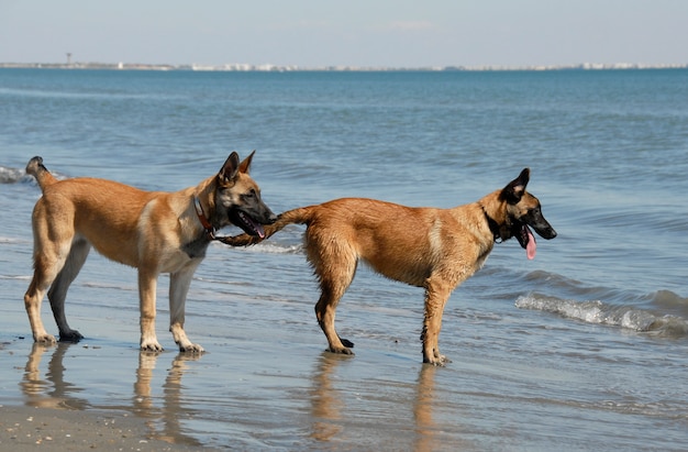 Due giovani malinois sulla spiaggia