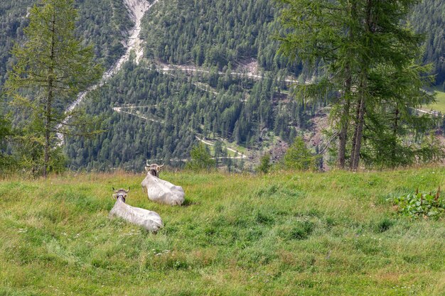 Due giovani mucche giacciono in un prato e ammirano il paesaggio delle Alpi italiane.