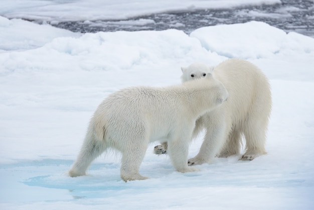 Due giovani orsi polari selvaggi che giocano sul ghiaccio del pacco in mare Glaciale Artico