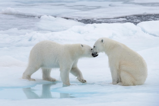 Due giovani orsi polari selvaggi che giocano sul ghiaccio del pacco in mare Glaciale Artico