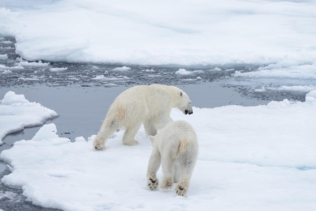 Due giovani orsi polari selvatici che giocano sulla banchisa nel mare artico a nord delle Svalbard