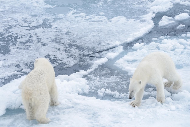 Due giovani orsi polari selvatici che giocano sulla banchisa nel mare artico a nord delle Svalbard